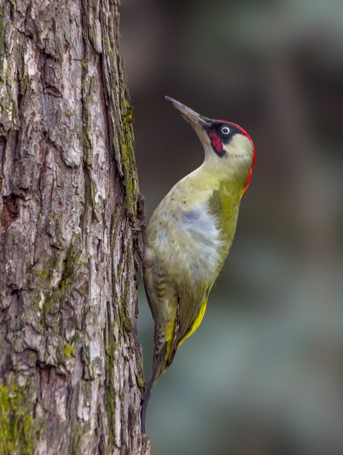 Зеленый дятел -Picus viridis Linnaeus (1758)