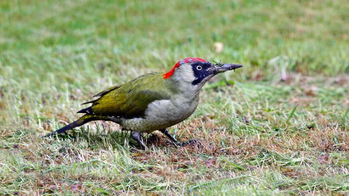 Зелёный дятел с хохолком