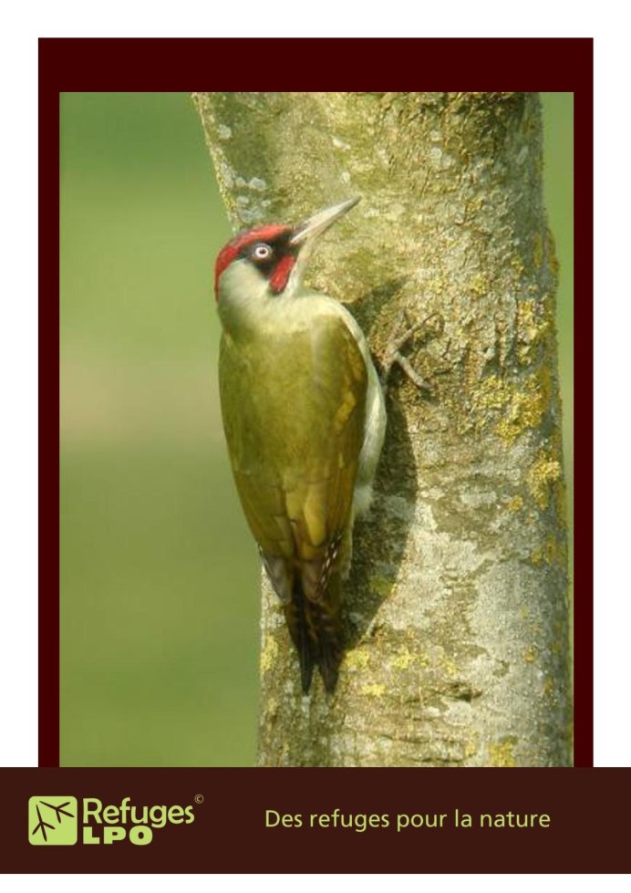 Огненнохвостая амадина