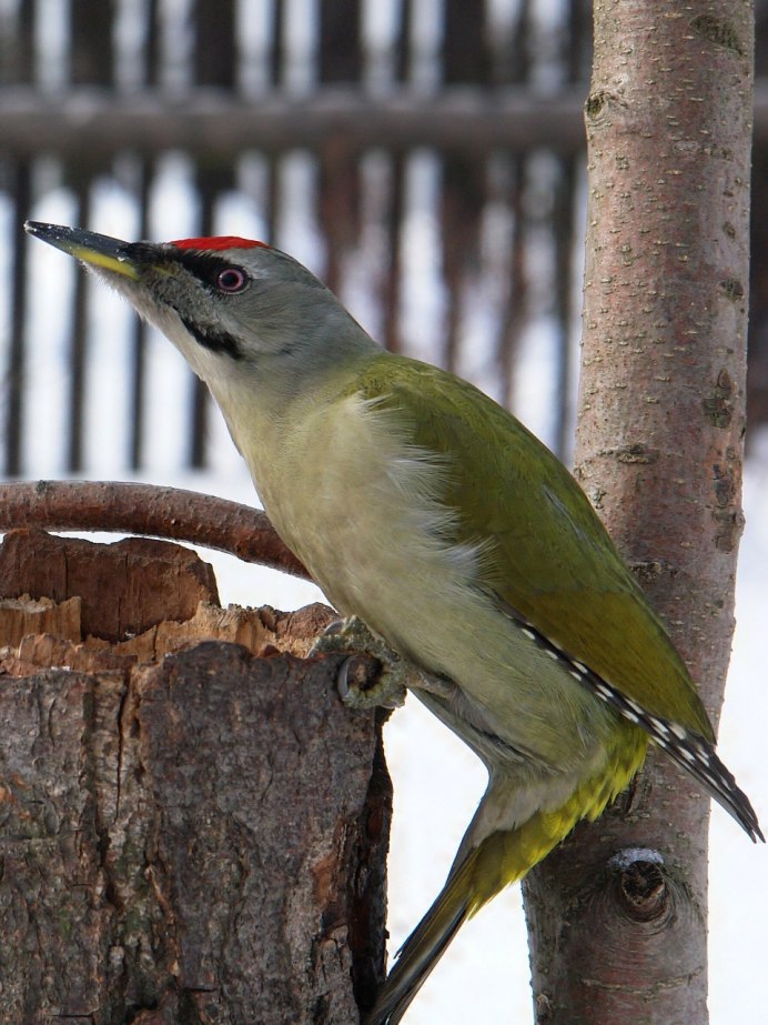 Зеленый дятел Желна