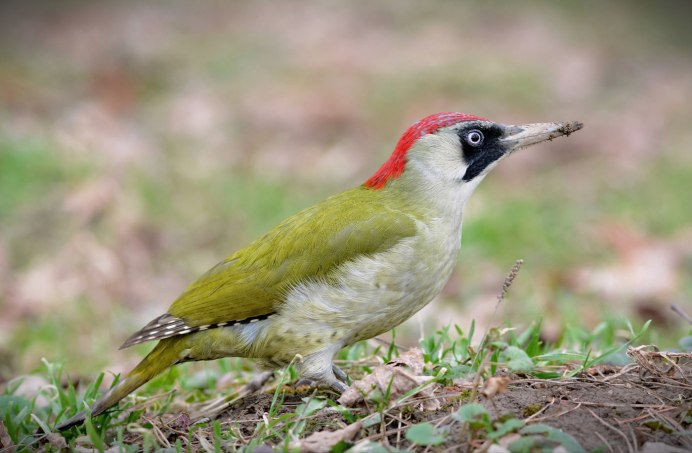 Picus viridis (зеленый дятел)