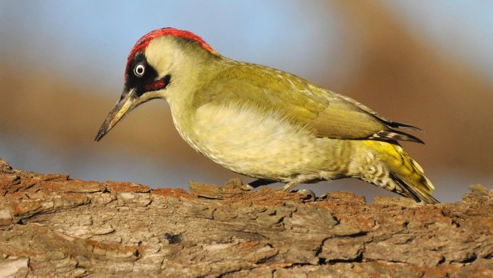 Птица зеленый дятел