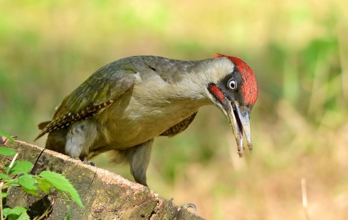 Каролинский меланерпес