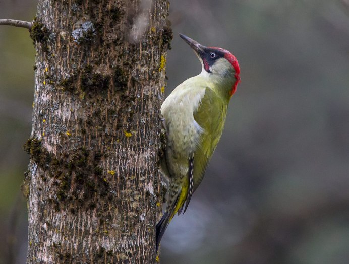 Зеленый дятел -Picus viridis Linnaeus (1758)