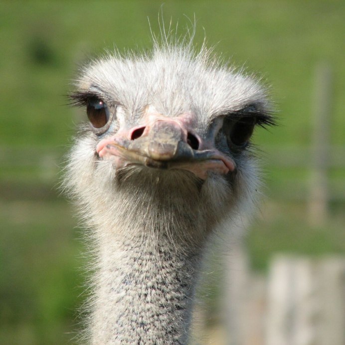 Struthio Camelus самец