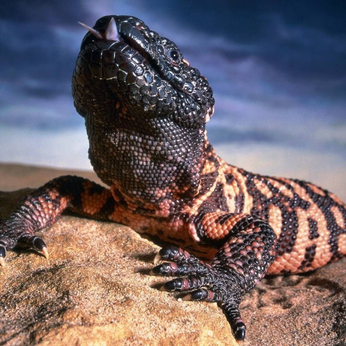 Эскорпион (Heloderma horridum)