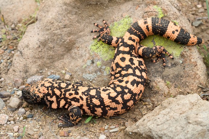 Монстр Гила (Heloderma suspectum,