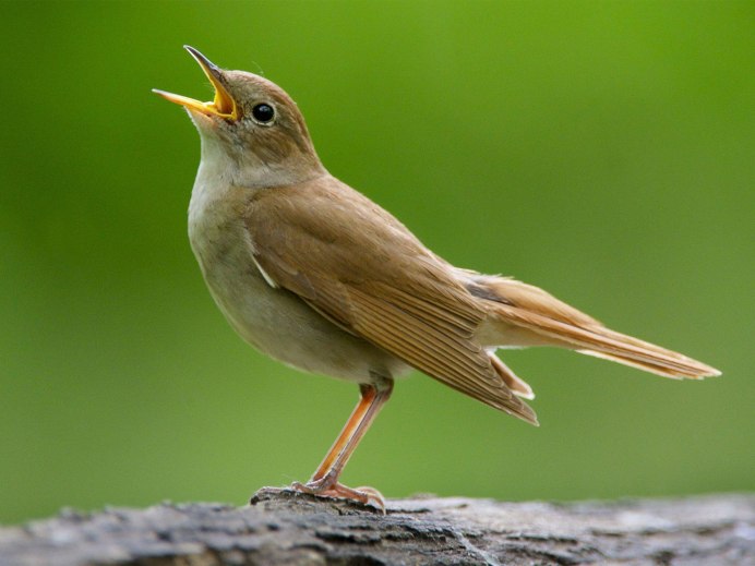 Luscinia Luscinia