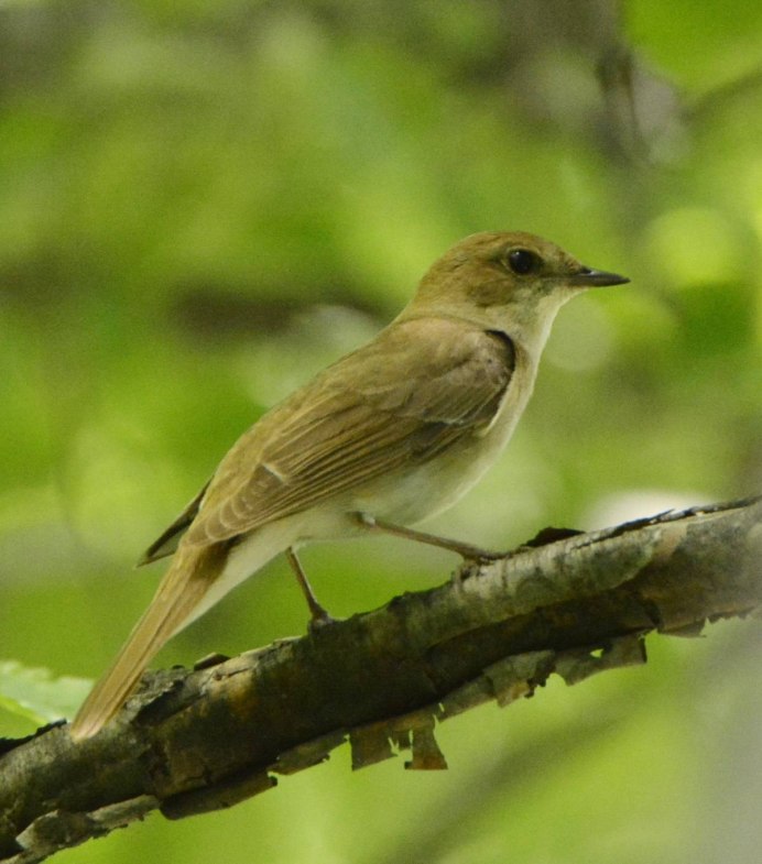Соловей (Luscinia Luscinia)
