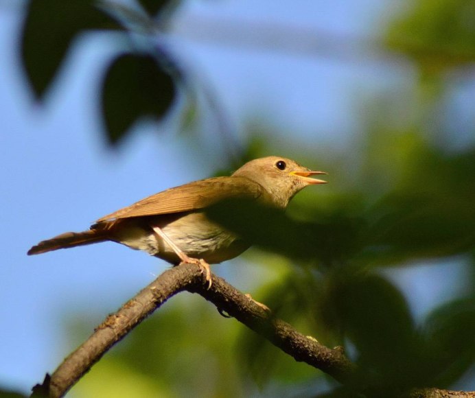 Luscinia Luscinia