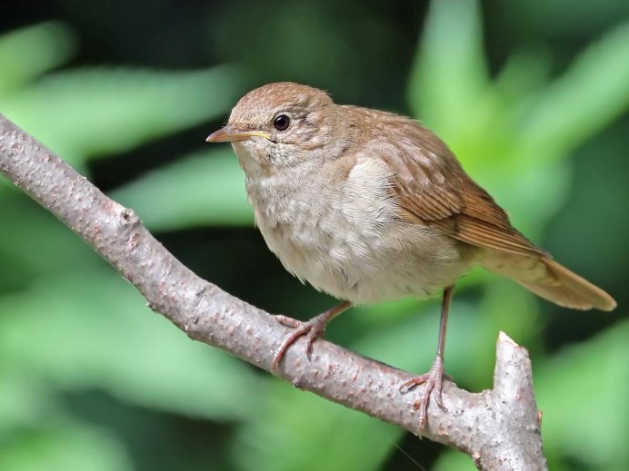Соловей (Luscinia Luscinia)