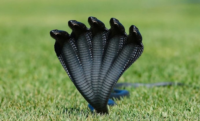 Кобра ИЛОНЛАР