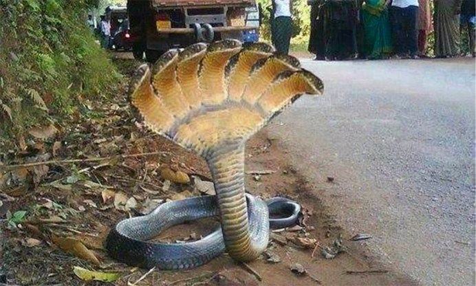 Гюрза Vipera lebetina