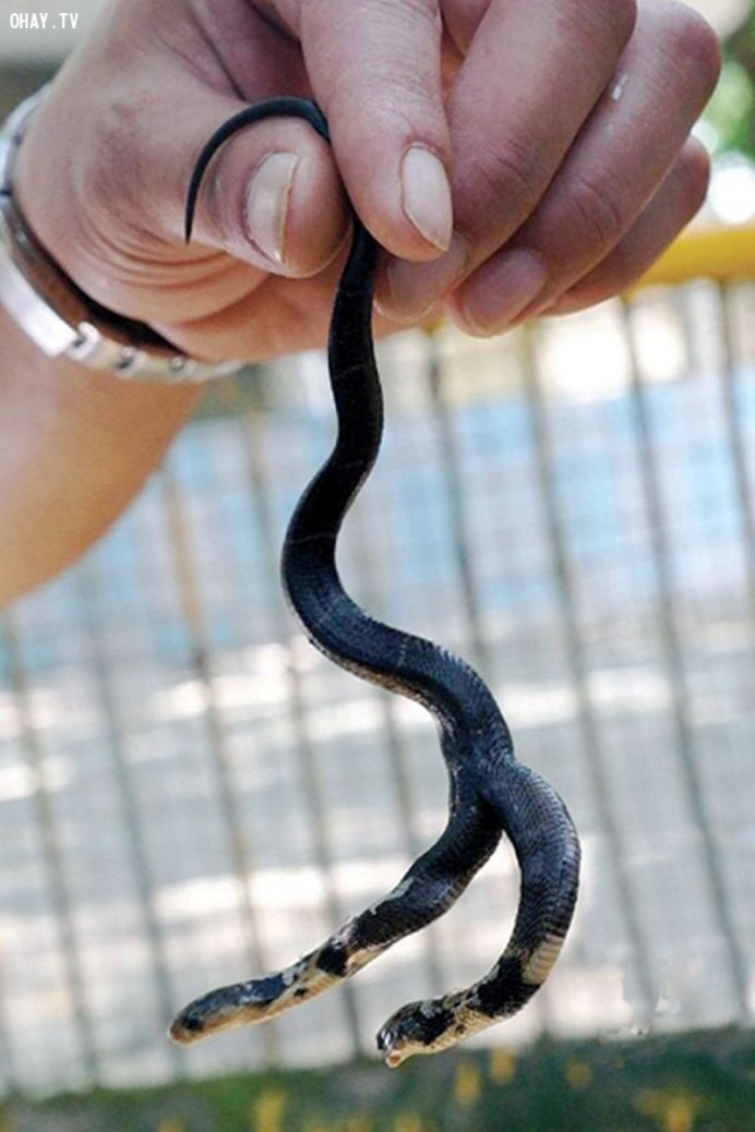 Кобра красивые фото