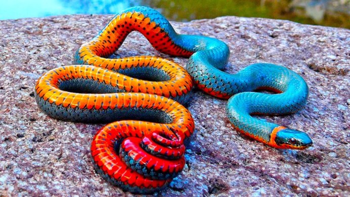 Странные змеи