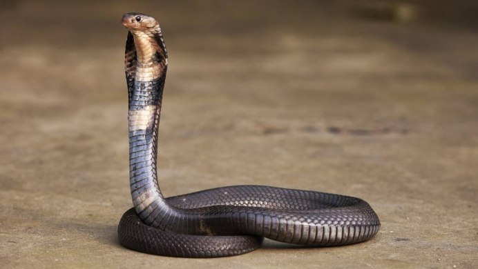 Королевская Кобра двухголовая