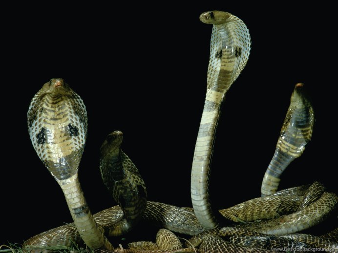 Королевская Кобра гамадриад