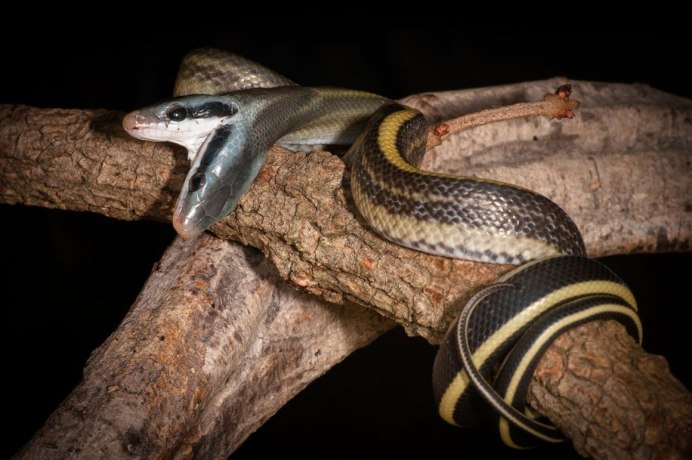 Королевская змея 2 головы