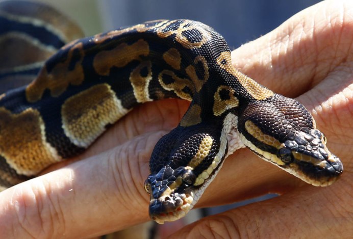 Lampropeltis California