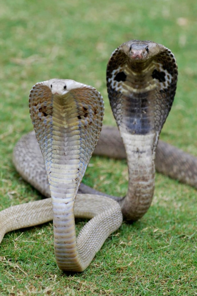 Змея с несколькими головами