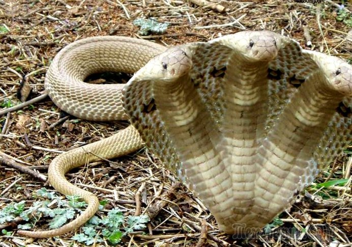 Королевская Кобра двухголовая