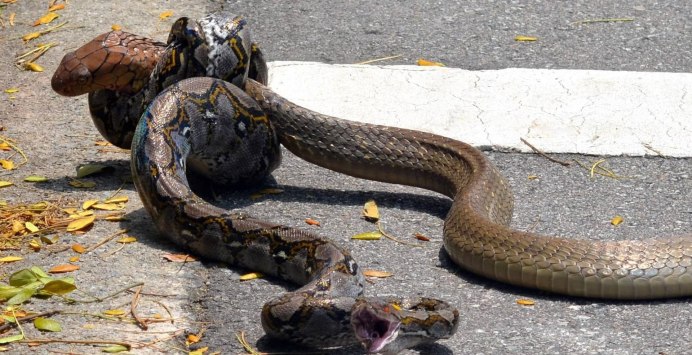 Трехголовая ящерица