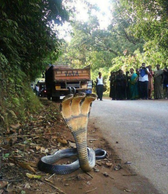 Змея улыбается