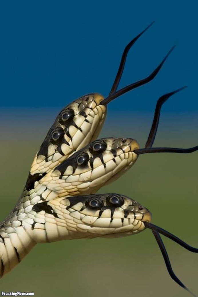 Королевская Кобра двухголовая