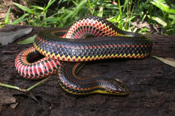 Королевская Кобра двухголовая