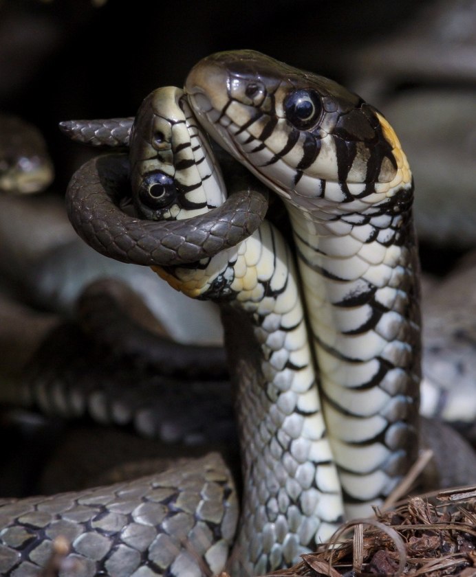 Лучистая змея Xenopeltis Unicolor