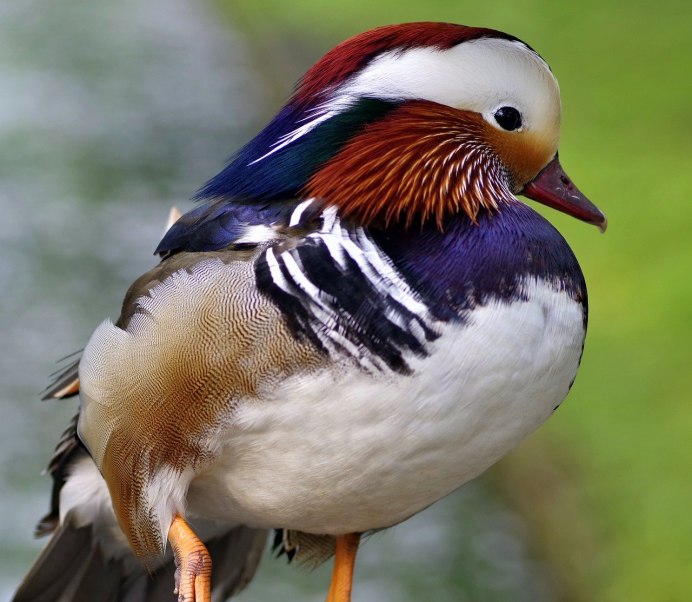 «Утка Мандаринка (Aix galericulata