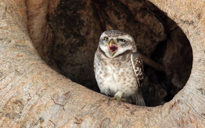 Неясыть зевает