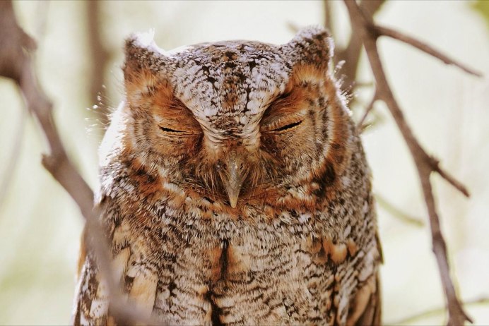 Спящий Совенок