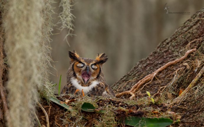 Сова проснулась