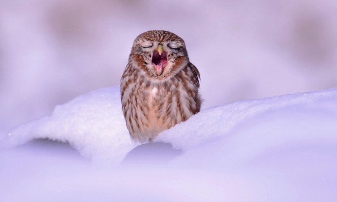 Совята спят