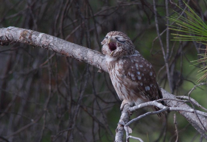 Утренняя Сова