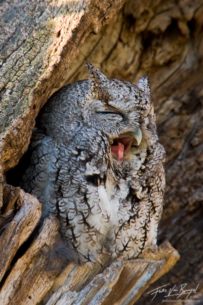 Гигантская Сова