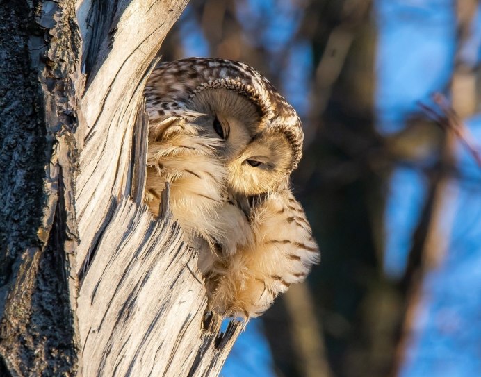 Американский Филин