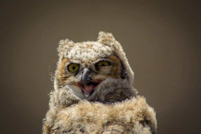 Милые Совы сипуха