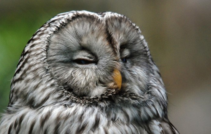 Сова сипуха с совятами