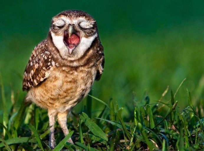 Совенок зевает