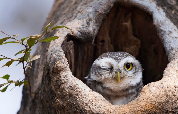 Гнездо Сипухи