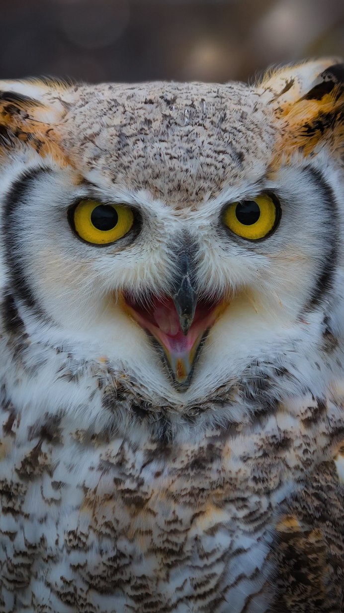 Сова зевает фото