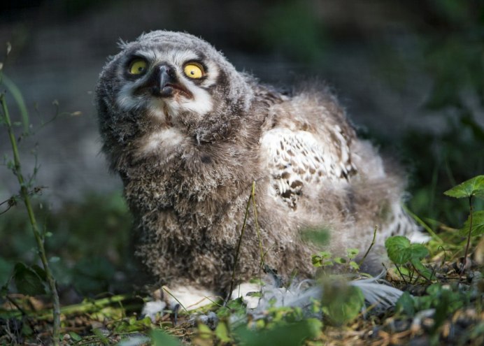 Две смешные Совы
