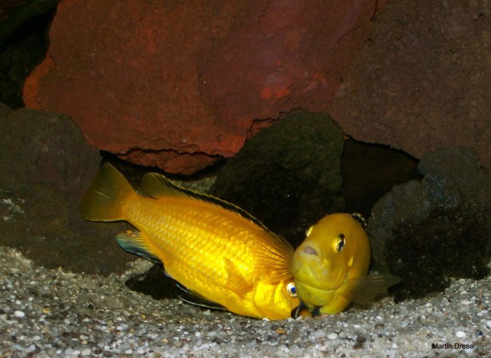 Altolamprologus SP. Sumbu Shell