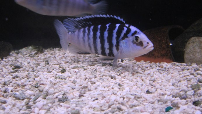 Labidochromis chisumulae