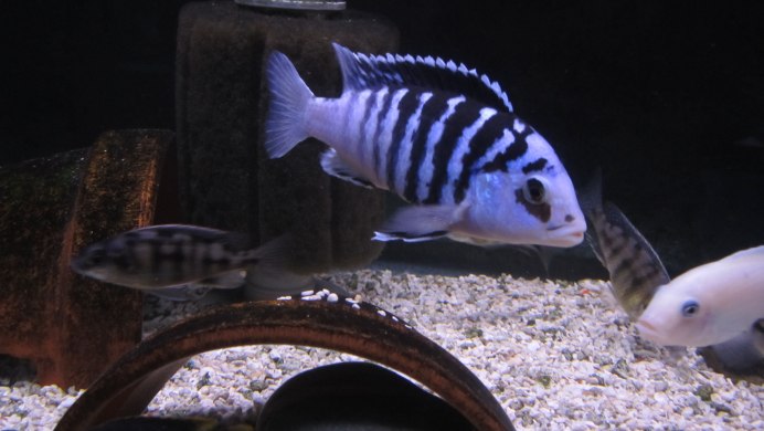 Labidochromis chisumulae