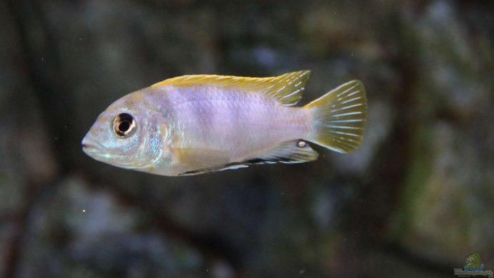 Labidochromis Perlmutt