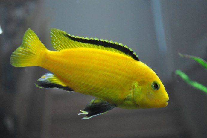 Iodotropheus sprengerae 2-3 см