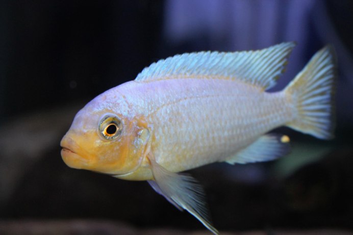 Лабидохромис церулиус - лимонный - Labidochromis caeruleus var.